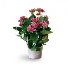 The Kalanchoe